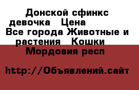 Донской сфинкс девочка › Цена ­ 15 000 - Все города Животные и растения » Кошки   . Мордовия респ.